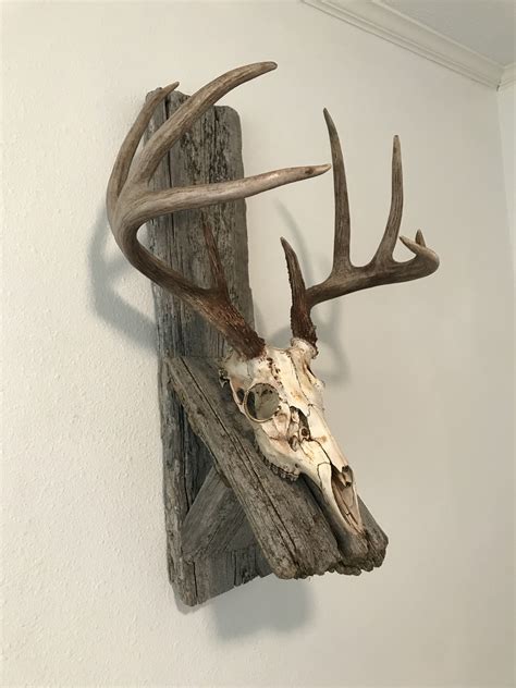 It takes. . How to mount a skull on the wall